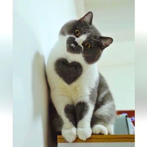 Spread the ❤️❤️❤️'